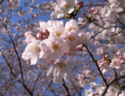 sakura_4